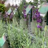 LAVANDULA HIDCOTE BLUE