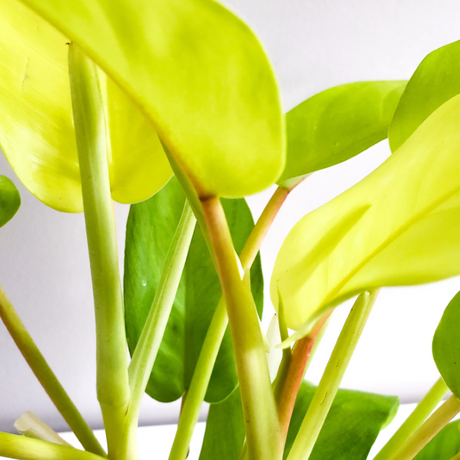 PHILODENDRON LEMON LIME