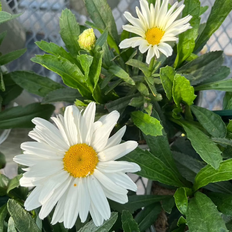 LEUCANTHEMUM SPOONFUL OF SUGAR