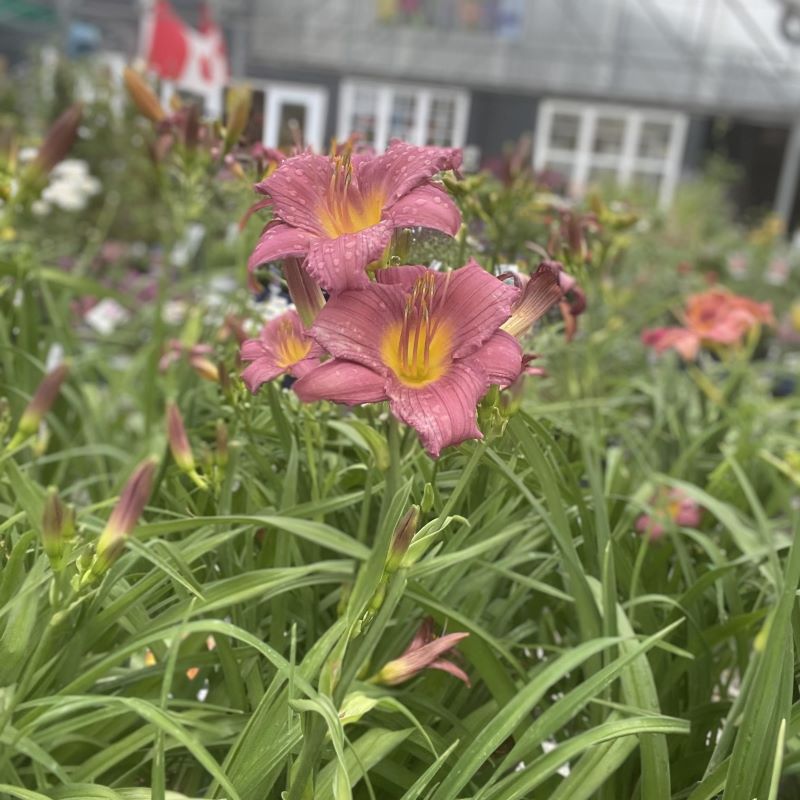 HEMEROCALLIS LITTLE GRAPETTE