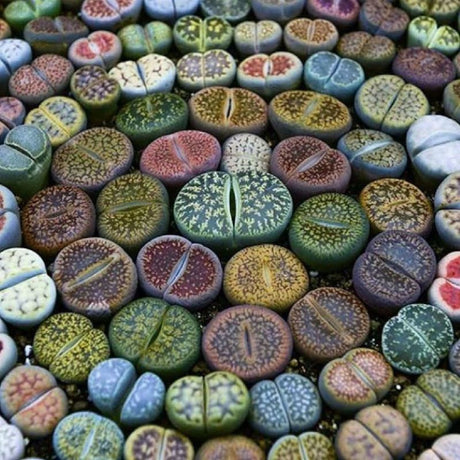 LITHOPS LIVING STONE