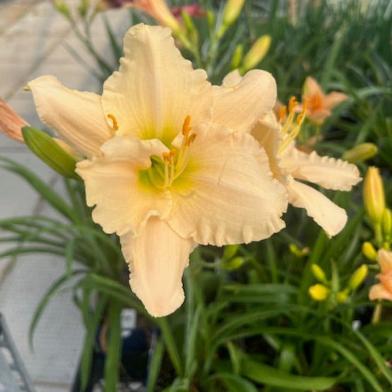 HEMEROCALLIS LONGFIELDS BEAUTY