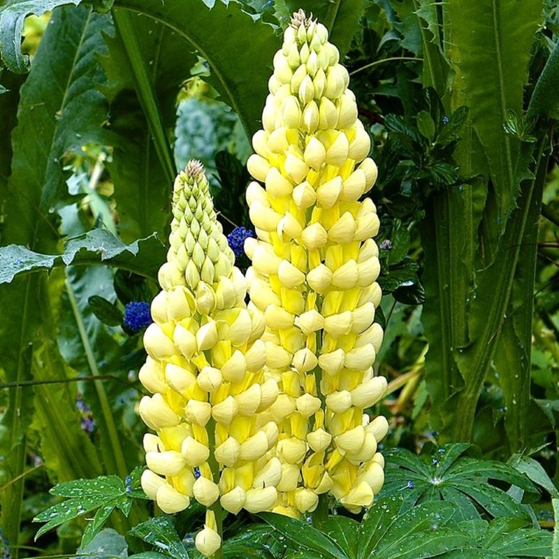 LUPINUS DESERT SUN