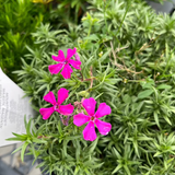 PHLOX MAJESTIC MAGENTA