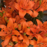 LILIUM MATRIX ORANGE