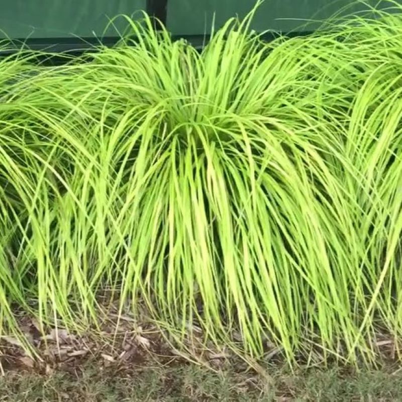 CAREX EVERCOLOR EVERILLO