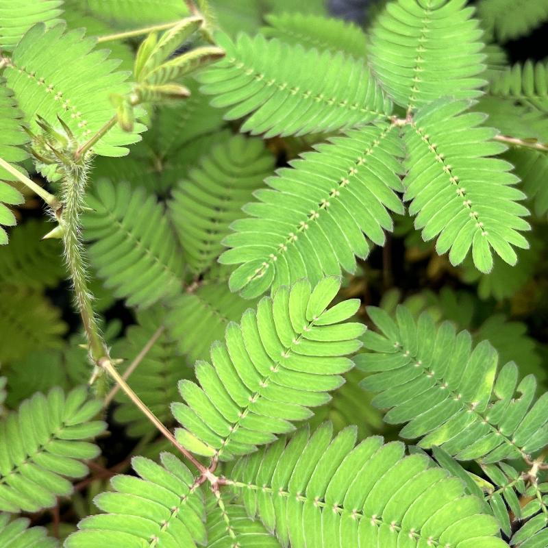 MIMOSA PUDICA