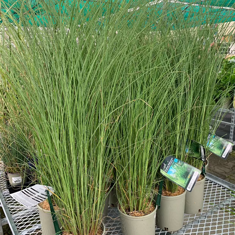 MISCANTHUS GRACILLIMUS