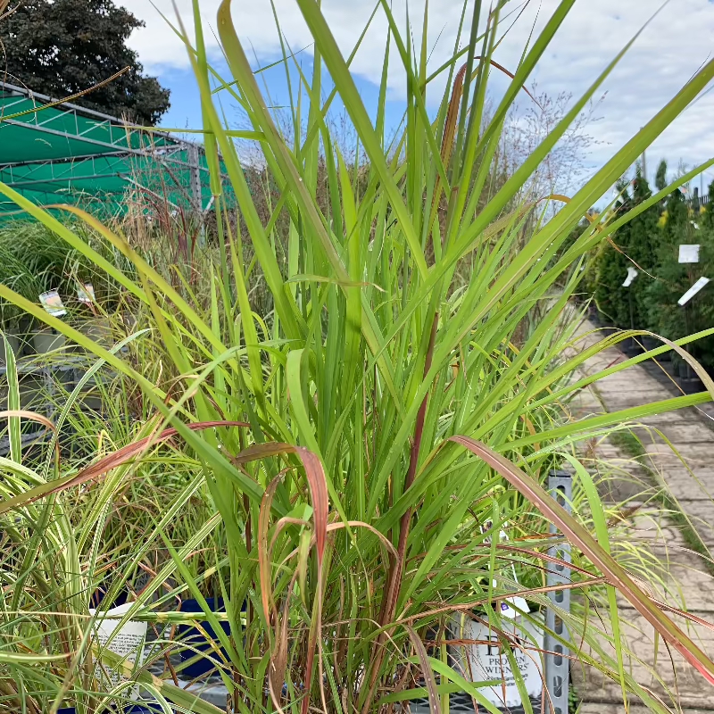 MISCANTHUS PURPURASCENS