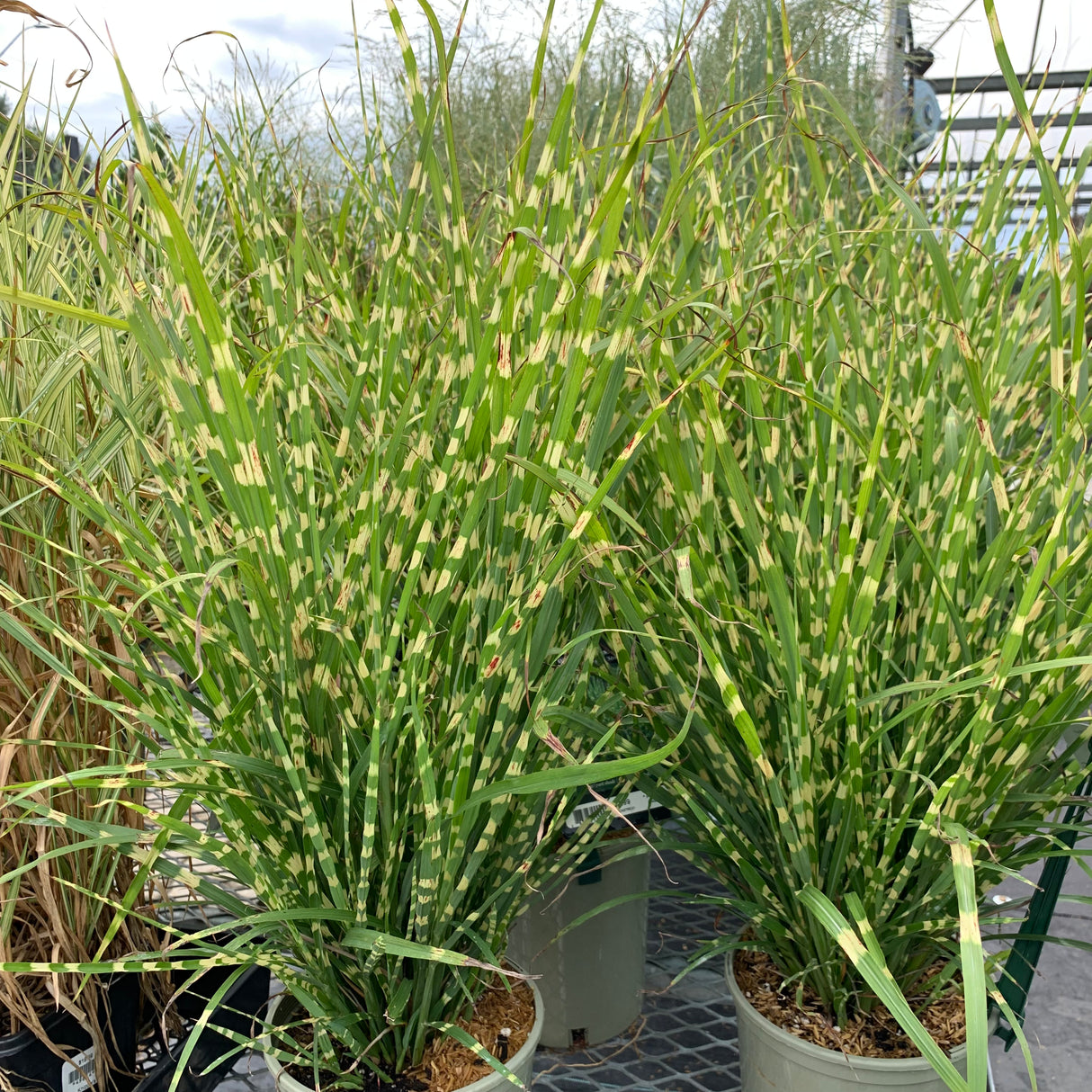 MISCANTHUS STRICTUS