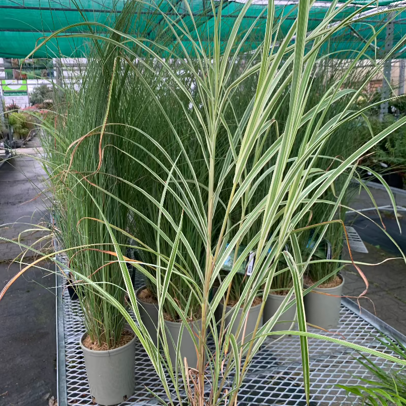 MISCANTHUS VARIEGATUS