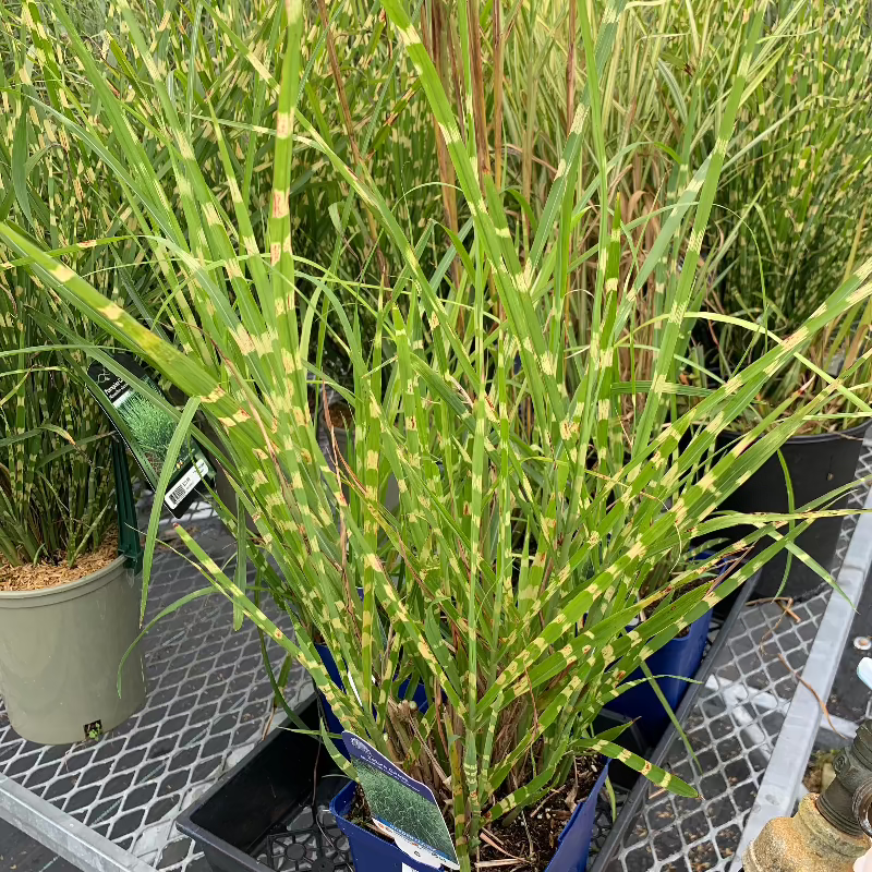 MISCANTHUS ZEBRINUS