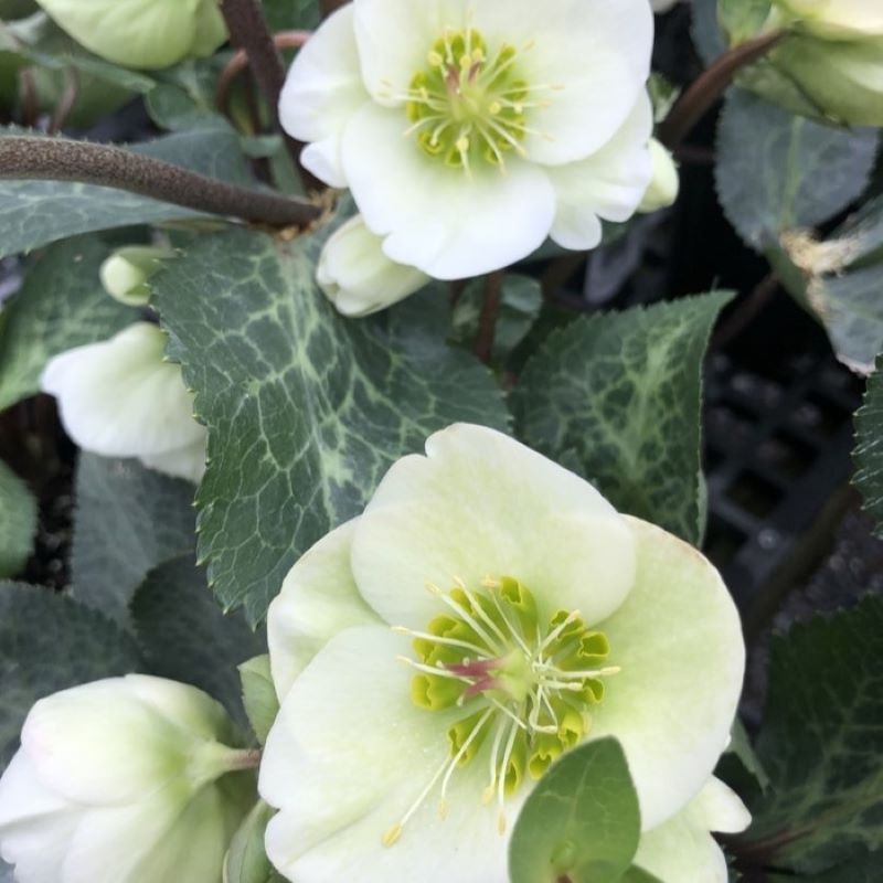 HELLEBORUS MOONDANCE