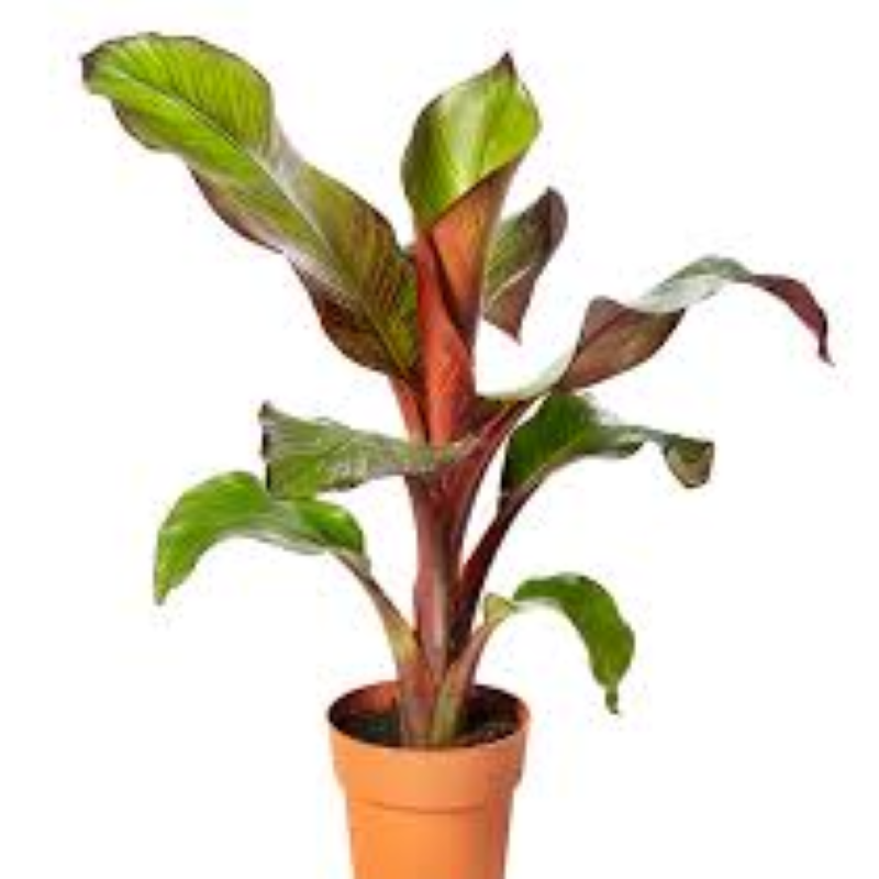 BANANA ENSETE MAURELII