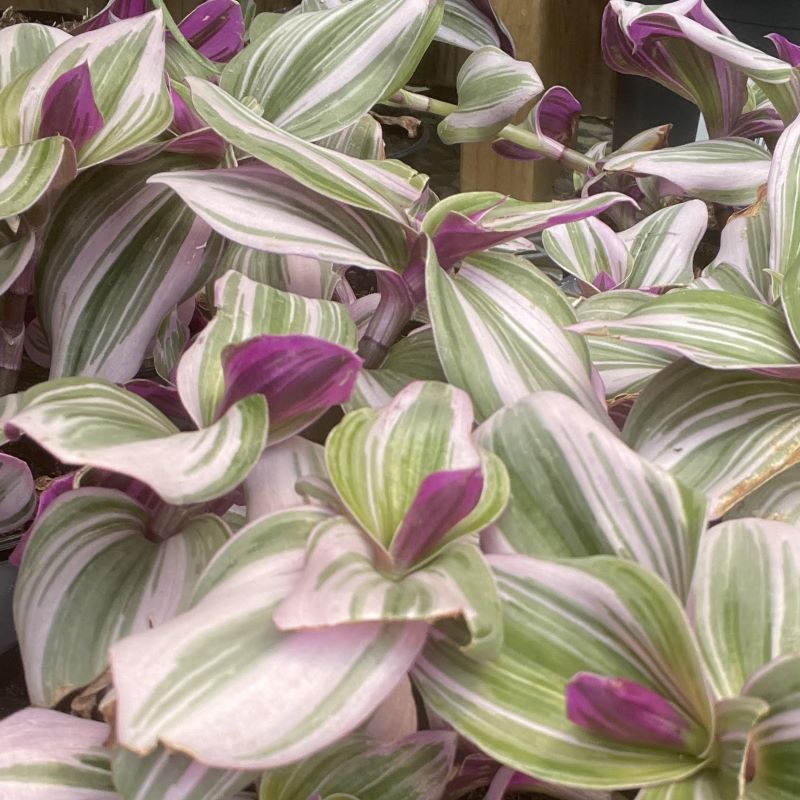 TRADESCANTIA NANOUK