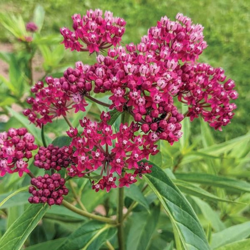 ASCLEPIAS INCARNATA