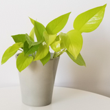 POTHOS NEON