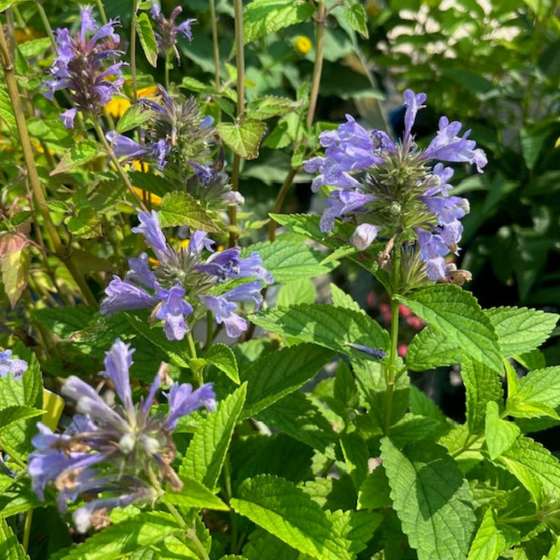 NEPETA BLUE PRELUDE