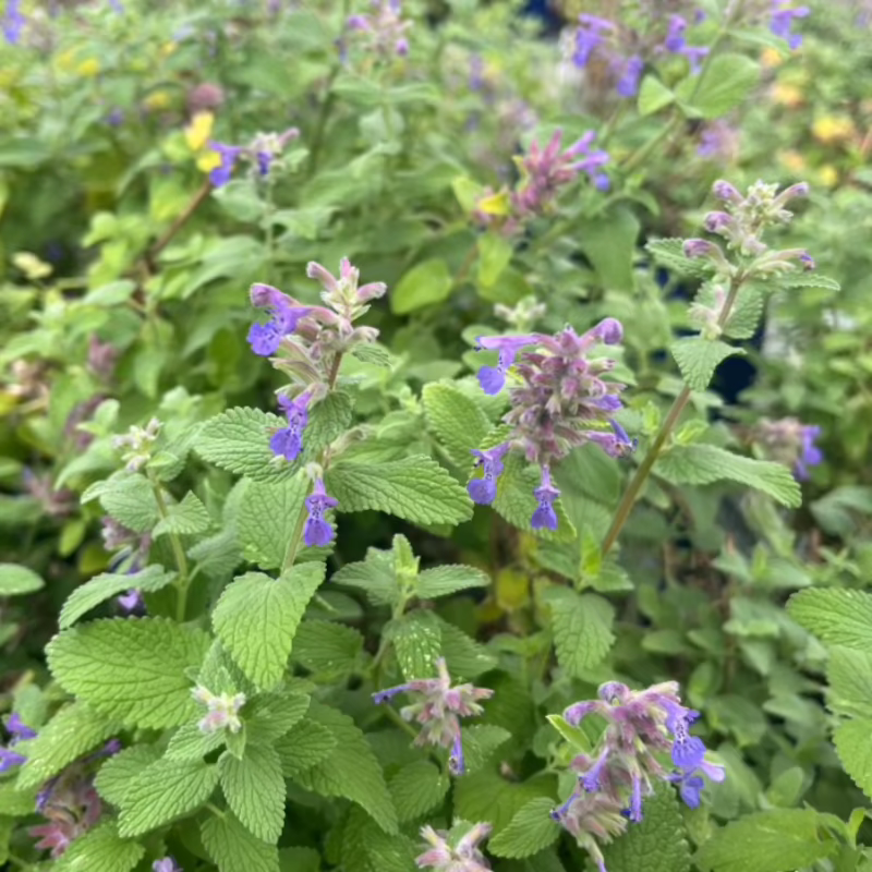 NEPETA NOVA BLUE