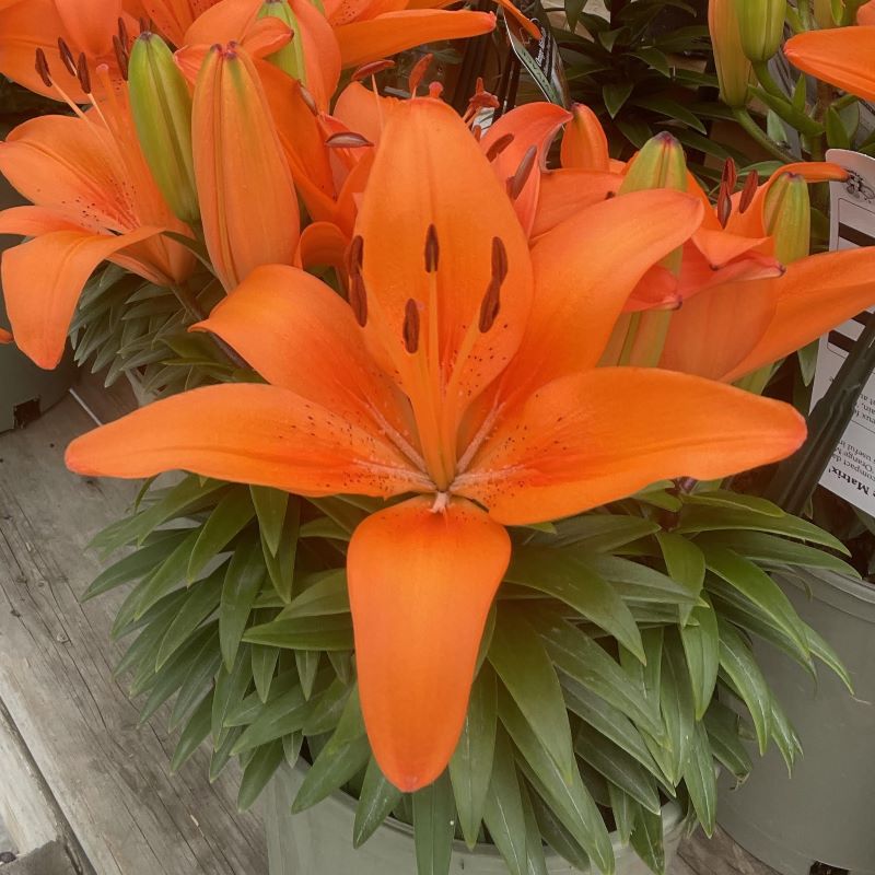 LILIUM MATRIX ORANGE