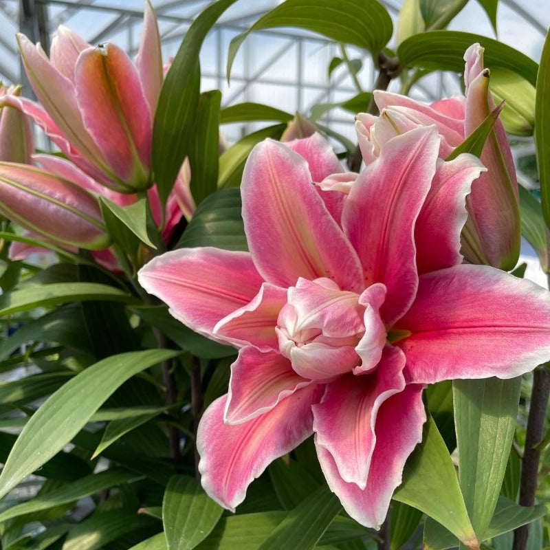 LILIUM ROSELILY MILA