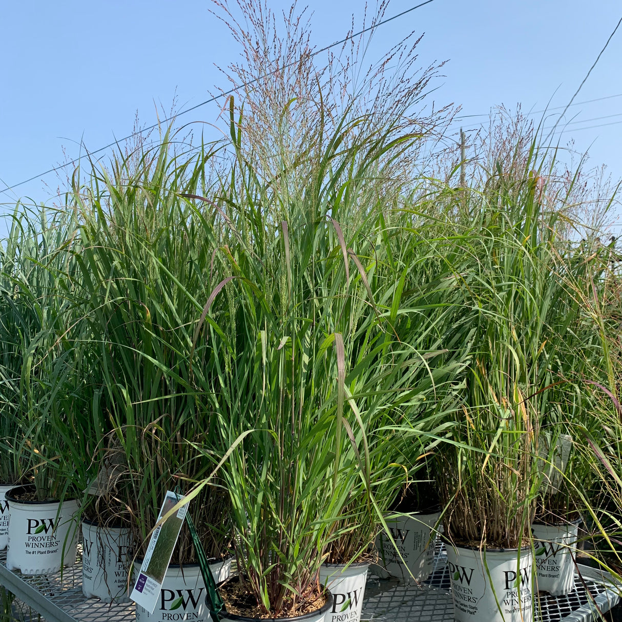 PANICUM PRAIRIE WINDS APACHE ROSE