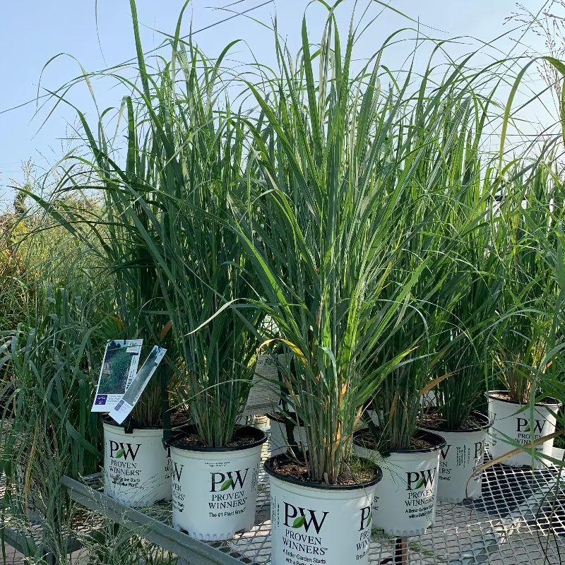 PANICUM PRAIRIE WINDS TOTEM POLE