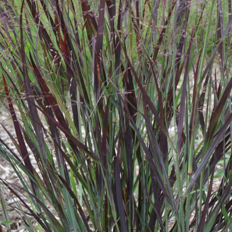 PANICUM BLOOD BROTHERS