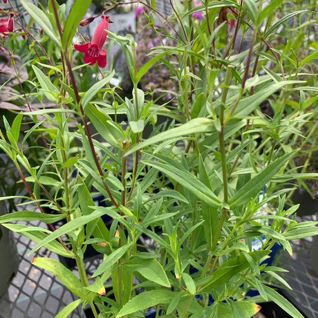 PENSTEMON MISSIONBELLS DEEP ROSE