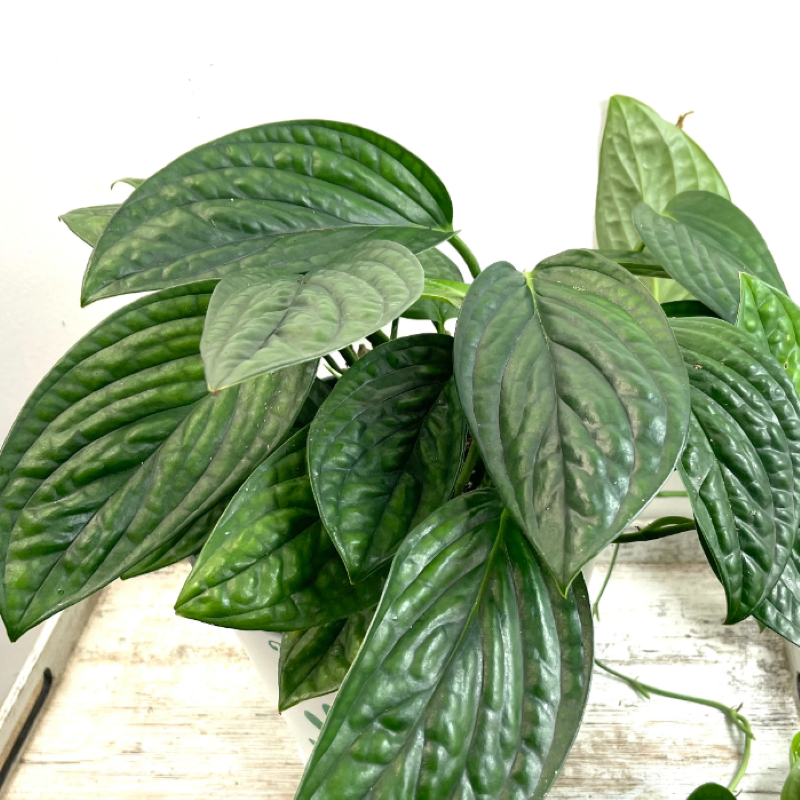 PHILODENDRON MONSTERA PERU