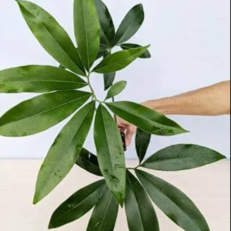 PHILODENDRON GOELDII