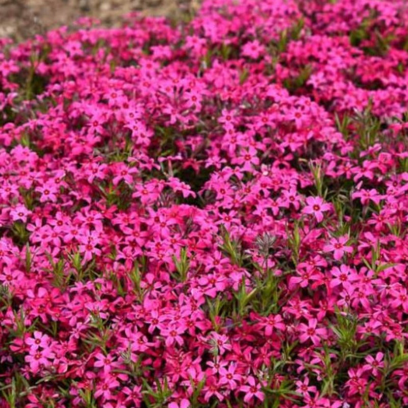 PHLOX RED WING