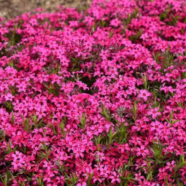 PHLOX RED WING – Knippel Garden Centre