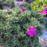 PHLOX MAJESTIC MAGENTA