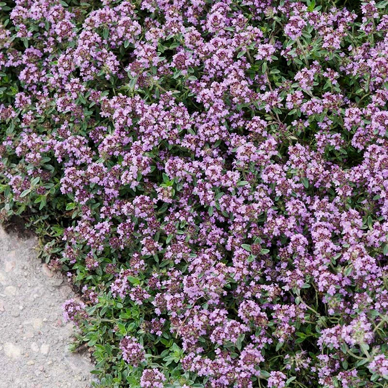 THYMUS PINK CHINTZ