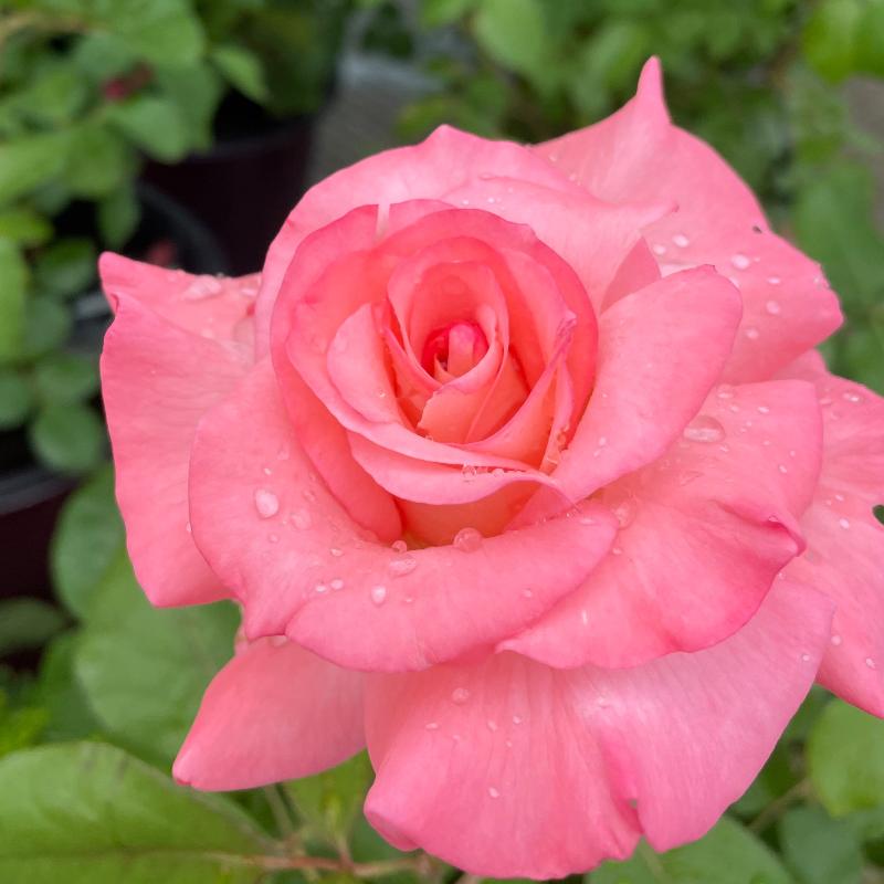 ROSE HYBRID TEA PINK PROMISE