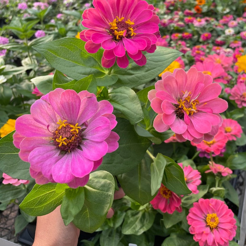 Zinnia - Magellan Cherry