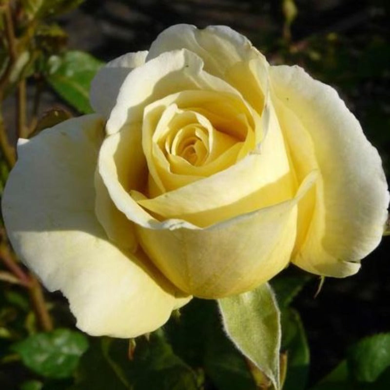 ROSE HYBRID TEA APOLLO