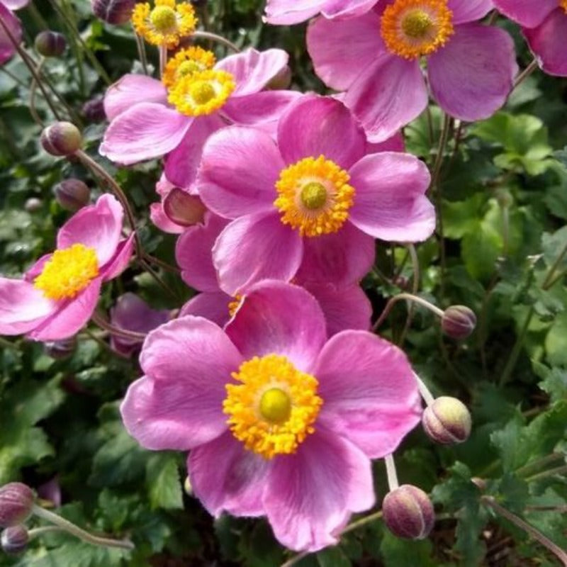 ANEMONE PINK CLOUD