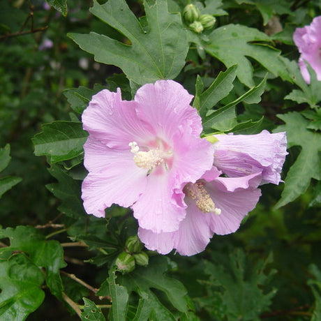 ROSE OF SHARON POLLYPETITE PW