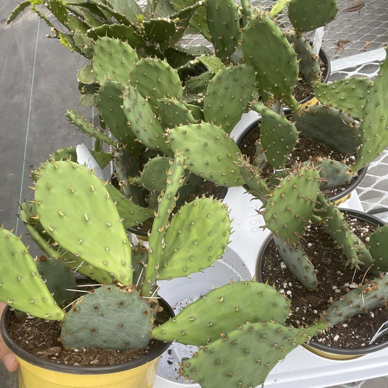 CACTUS PHAEACANTHA