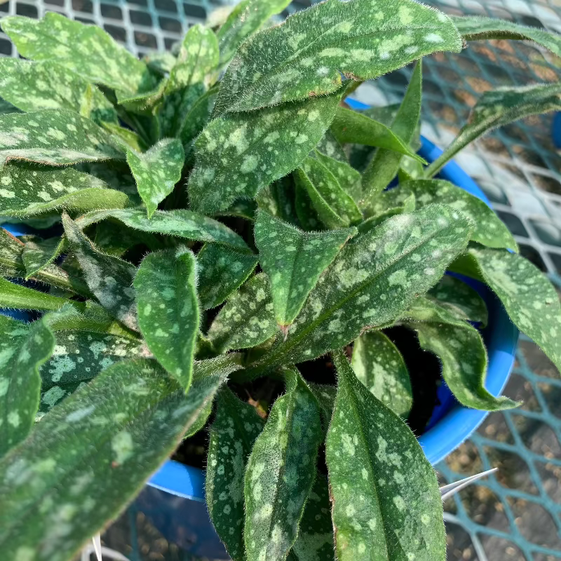 PULMONARIA TWINKLE TOES