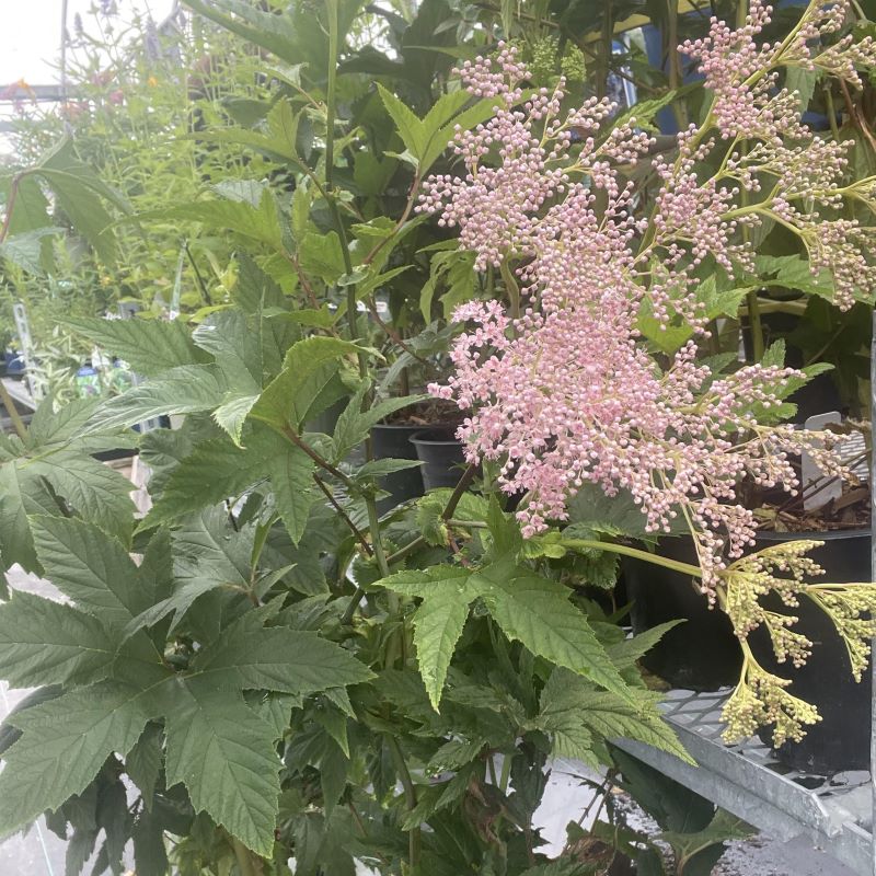 FILIPENDULA VENUSTA