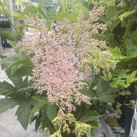 FILIPENDULA VENUSTA