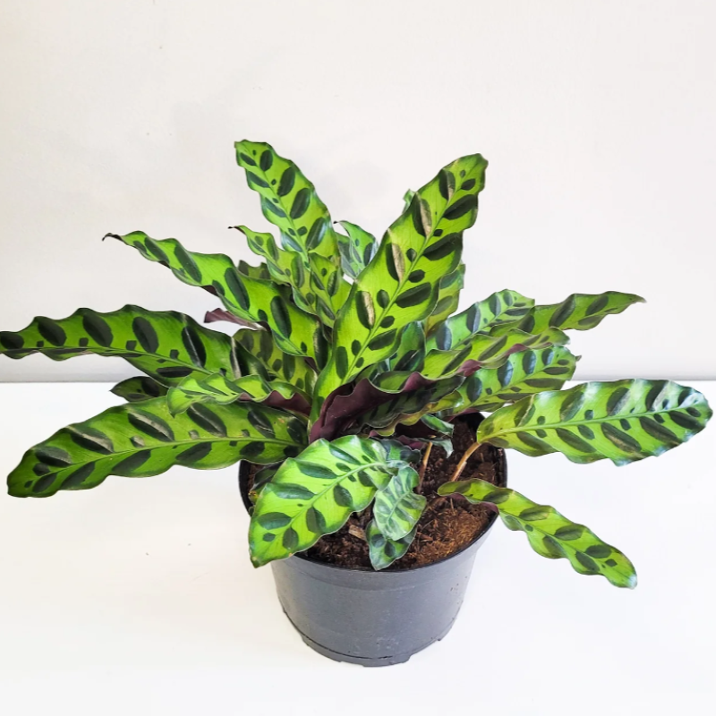 CALATHEA RATTLESNAKE