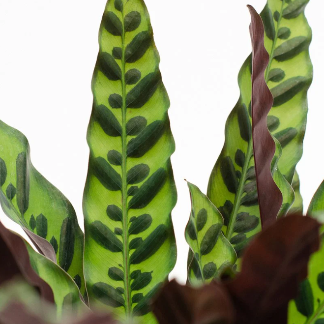 CALATHEA RATTLESNAKE