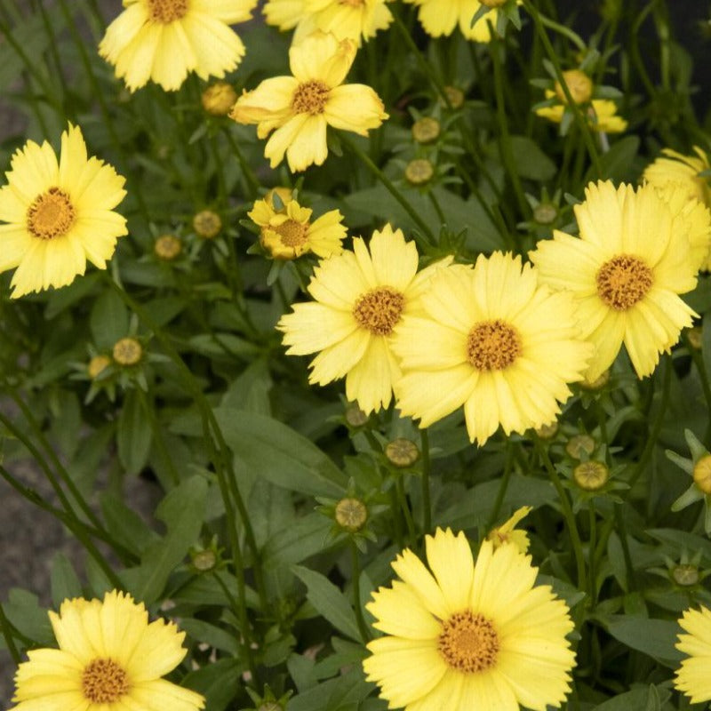 COREOPSIS SOLANNA GLOW