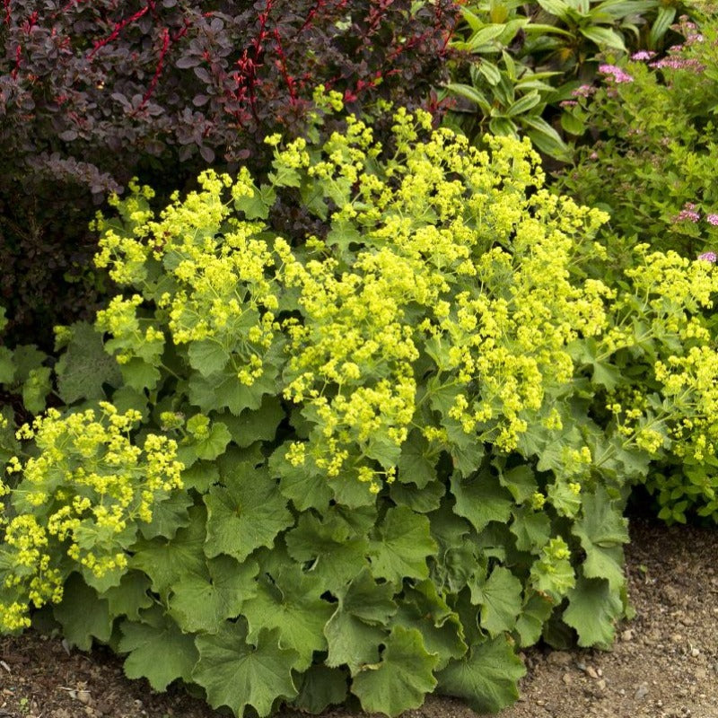 ALCHEMILLA MOLLIS THRILLER