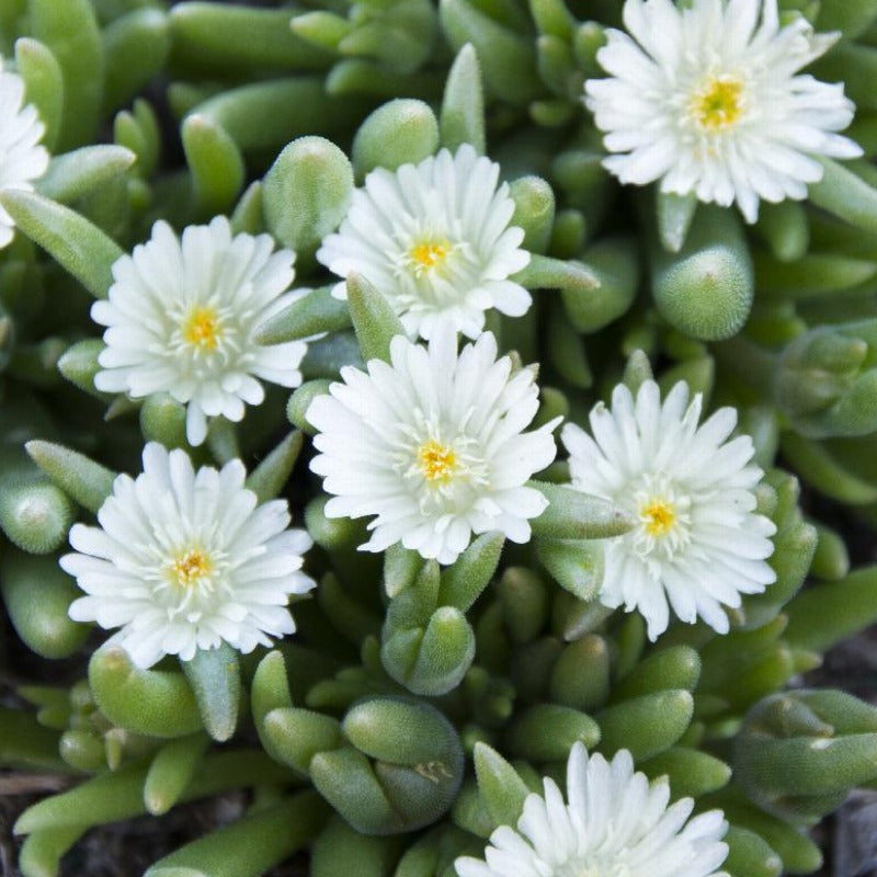 DELOSPERMA MOONSTONE