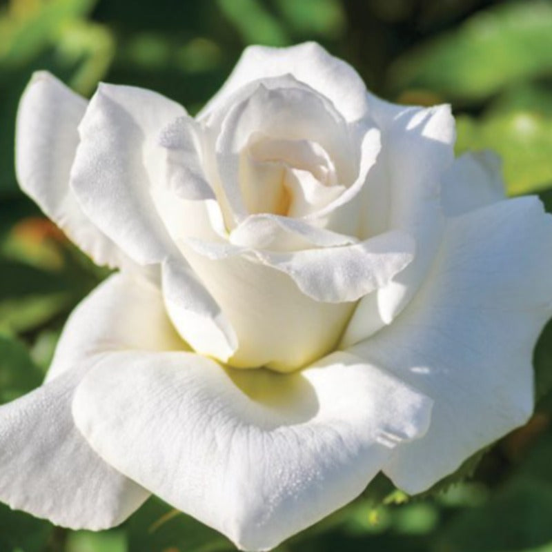 ROSE HYBRID TEA HONOR – Knippel Garden Centre